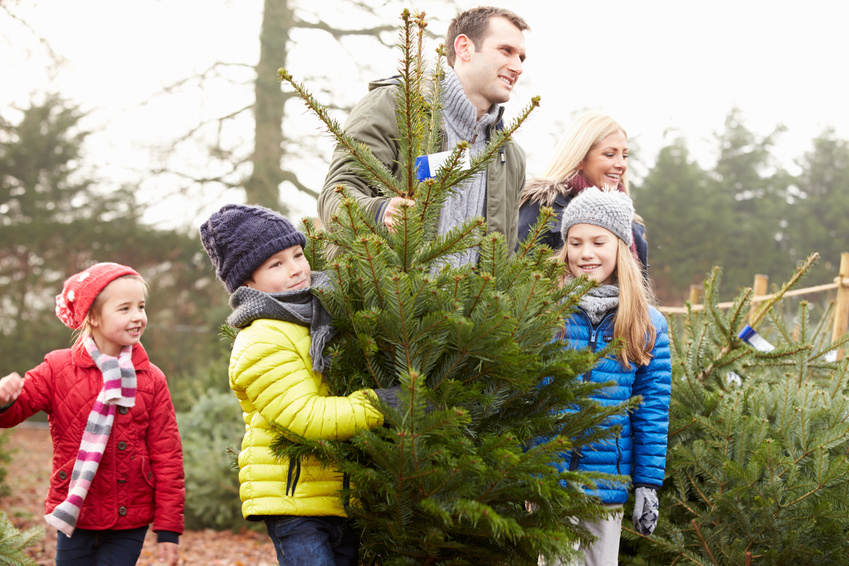 Christbaum selber schlagen Christbaumstadel Josef Kränzle