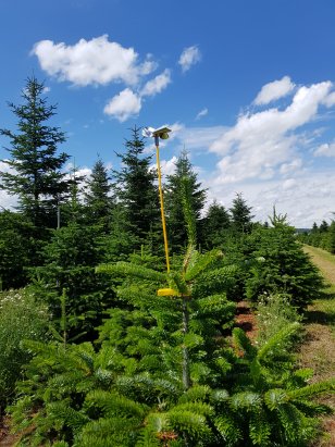 christbaumplantage_gundelfingen_josef_kranzle_christnbaume_schutzen.jpg